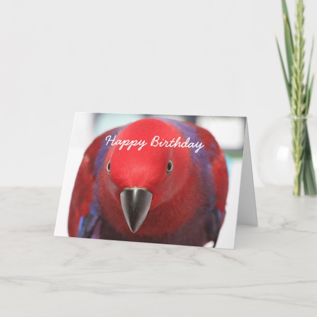 Loro de Eclectus de la tarjeta de cumpleaños (Anverso)