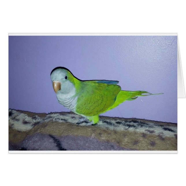 Loro de Monk (Anverso (Horizontal))