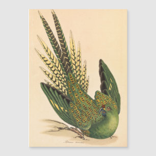 Loro de tierra de James Sowerby, Psittacus terrest