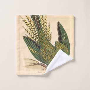 Loro de tierra de James Sowerby, Psittacus terrest