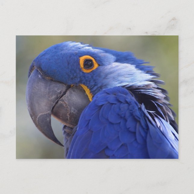 Loro del azul de la postal (Anverso)