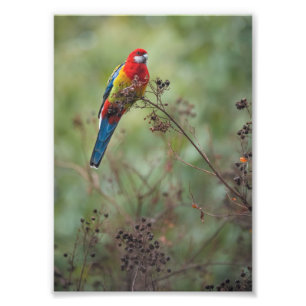 Loro del este de Rosella -" impresión de la foto