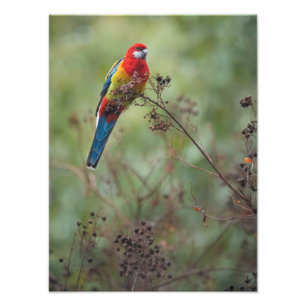 Loro del este de Rosella -" impresión de la foto