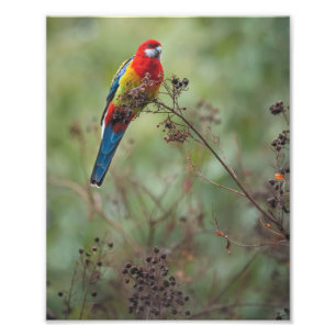 Loro del este de Rosella -" impresión de la foto
