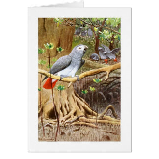 Loro del gris africano