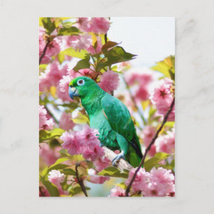 Loro en la tarjeta postal de flores de cerezo