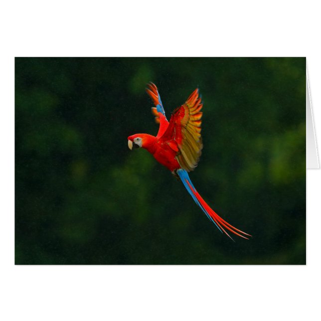 Loro en vuelo (Anverso (Horizontal))
