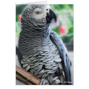 "Loro gris africano"