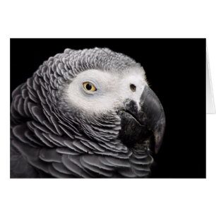 Loro gris africano