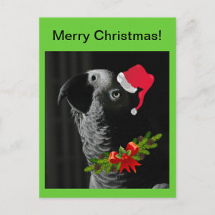 Loro gris africano, ¡Feliz Navidad! Postal