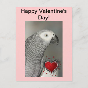Loro gris africano feliz postal de San Valentín