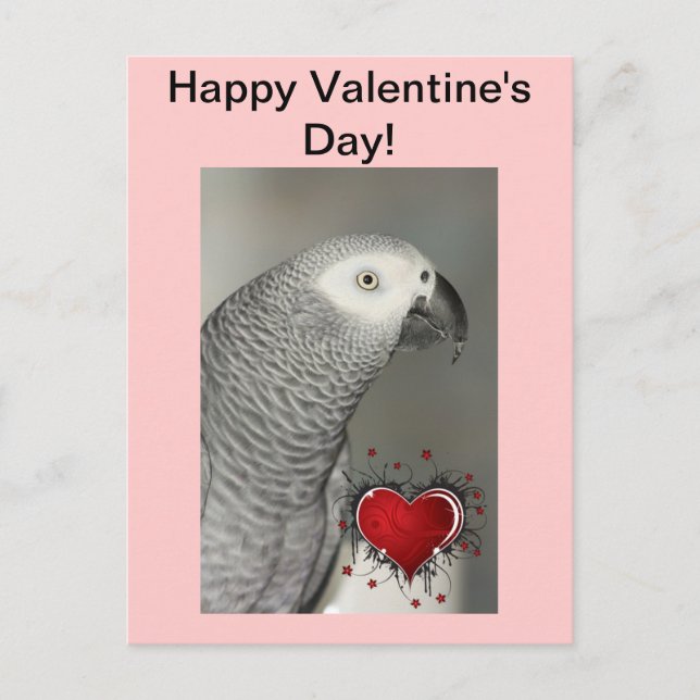 Loro gris africano feliz postal de San Valentín (Anverso)