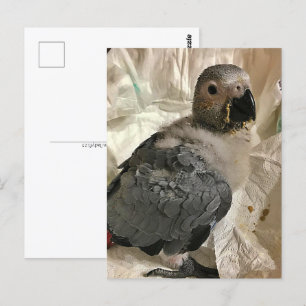 Loro gris africano, postal