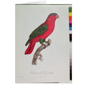 Loro: Lory o agarrado