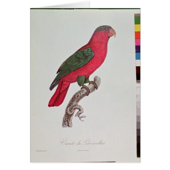 Loro: Lory o agarrado (Frente)