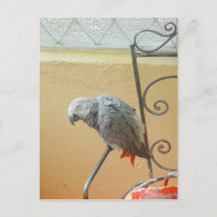 Loro - postal