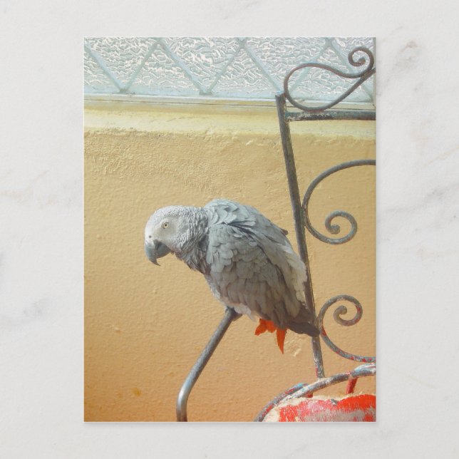 Loro - postal (Anverso)