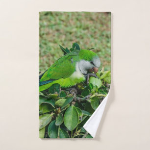 Loro verde
