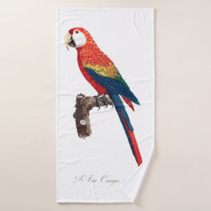 Loro vintage - Arte de Ilustracion antiguo para av