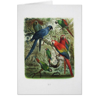 loro, vintage, colección de impresión, 1848