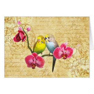 loros a orquídeas