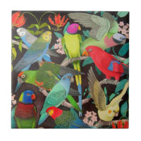 Loros de la teja del mundo II