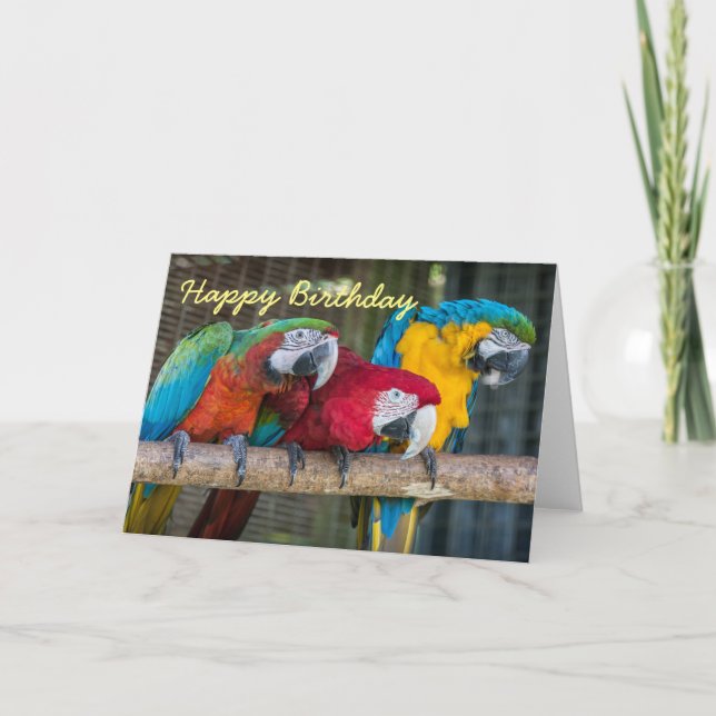Loros del Macaw de la tarjeta de cumpleaños tres (Anverso)