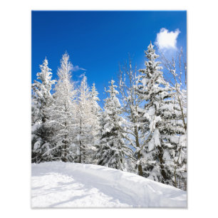 Los árboles de la nieve debajo de una foto clara