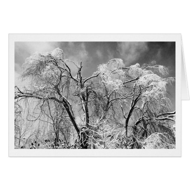 los árboles llevan invierno (Anverso (Horizontal))