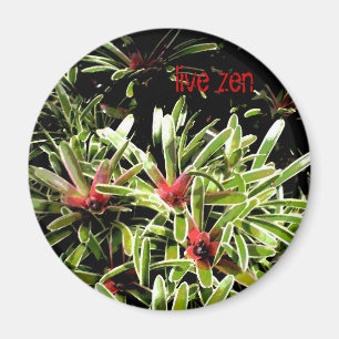 los bromeliads viven imán del zen