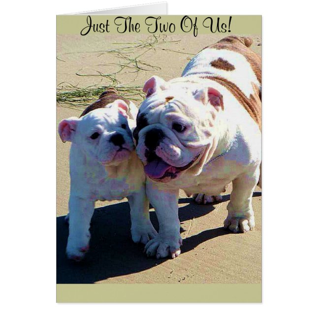 ¡Los Bulldoges Ingleses Son Sólo Los Dos! (Frente)