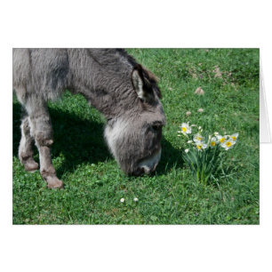Los burros no se comen folletos salvajes