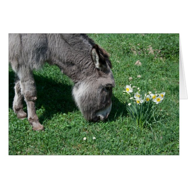 Los burros no se comen folletos salvajes (Anverso (Horizontal))