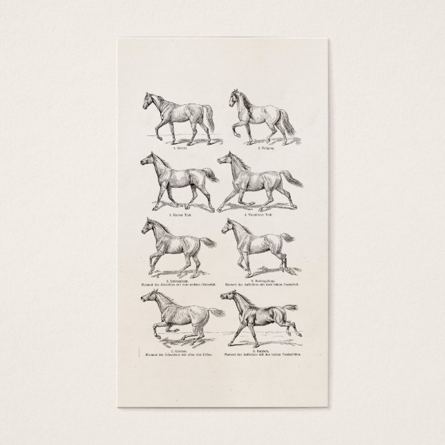 Los caballos de Ilustracion de los años 1800 (Frente)