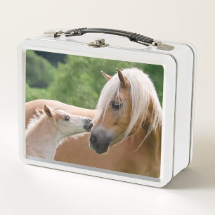Los caballos lindos de Haflinger paren y el beso