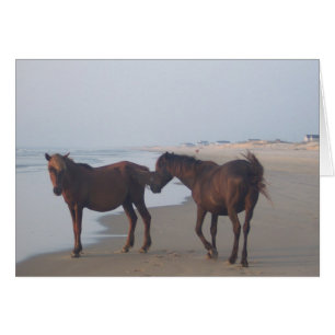 Los caballos salvajes de la playa de Carova