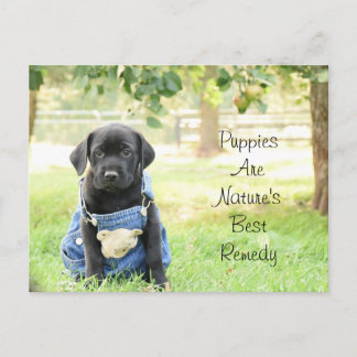 Los cachorros postales son el mejor remedio para l