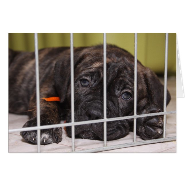 Los Cachorros Son Cuidados (Anverso (Horizontal))