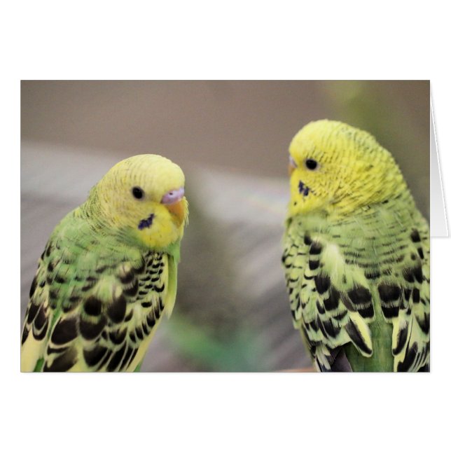 Los chicas (Anverso (Horizontal))