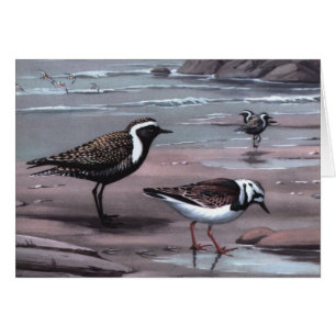 Los chorlitos y los Turnstones de Weber