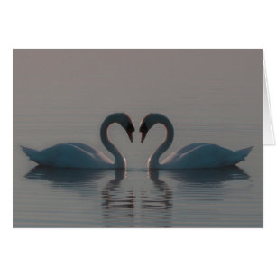 Los Cisnes Azules Deben Ser Amados En Blanco Dentr
