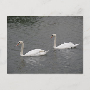 Los cisnes en la postal del río