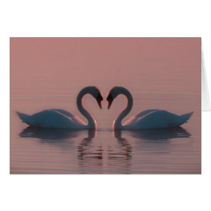 Los Cisnes Negros Deben Ser Amados Por El Cielo Ro