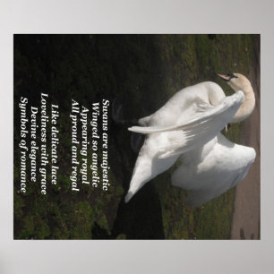 Los Cisnes posters Son Majestuosos Por Ladee Basse
