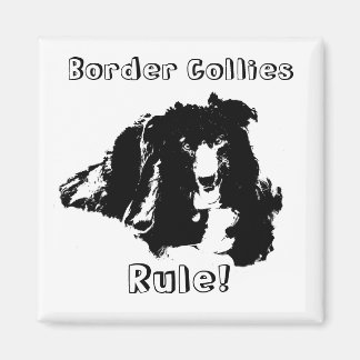 Los Collies Fronterizos Gobernan Un Imán Perro Gra