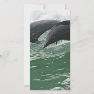 Los delfines saltantes