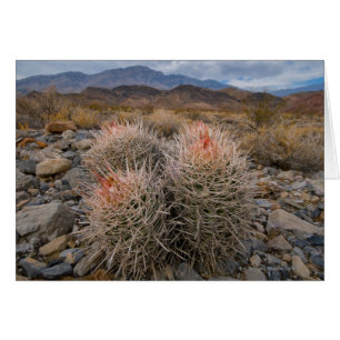 Los E.E.U.U., California, cactus en desierto