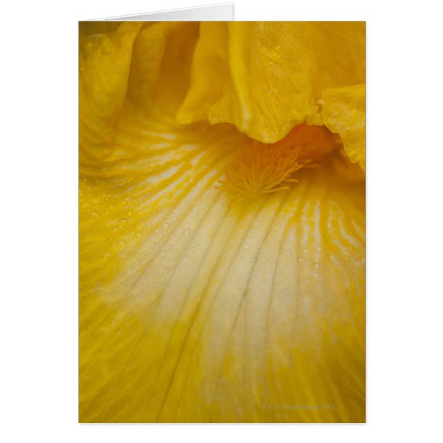 Los E.E.U.U., Oregon, primer del iris amarillo (Frente)