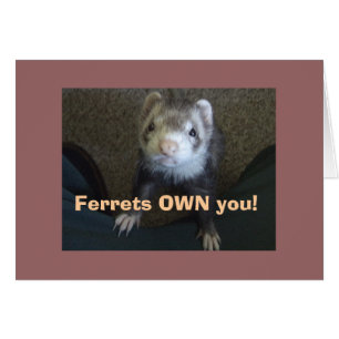 ¡Los Ferrets Te Propietan!