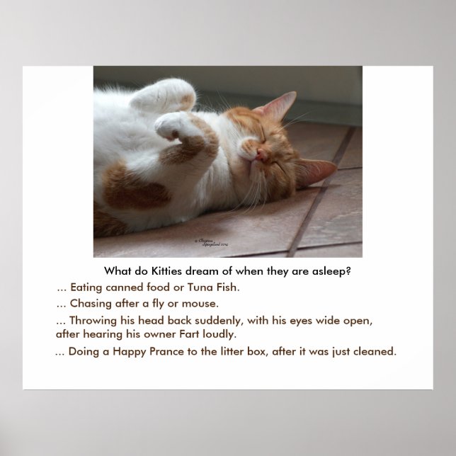 Los gatitos sueñan con el Poster o la impresión (Frente)